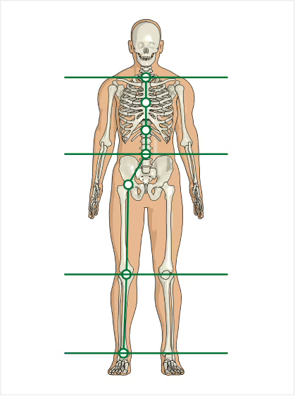 Aligned posture with OrthoPro support